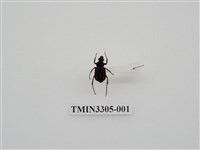 藏品(黑虎斑花金龜)的圖片